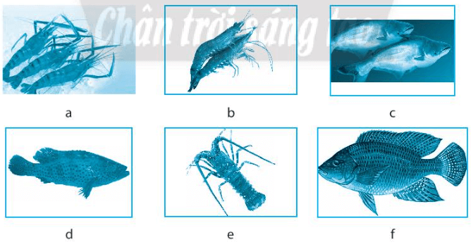 Quan sát hình ảnh và hoàn thành bảng bên dưới về đối tượng nuôi và môi trường, đặc điểm