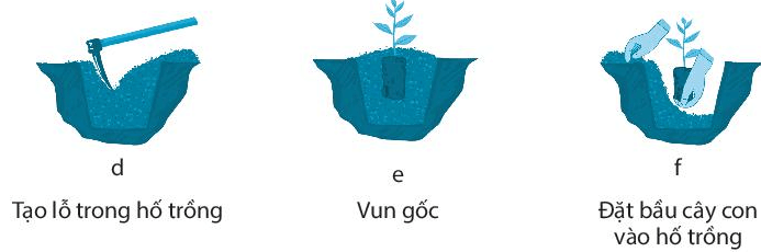 Hãy cho biết việc trồng rừng bằng cây con có bầu đất được thực hiện theo thứ tự nào dưới đây