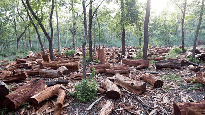 Bài 26: Thực hành: Tìm hiểu tác động của con người lên môi trường tự nhiên trong sản xuất