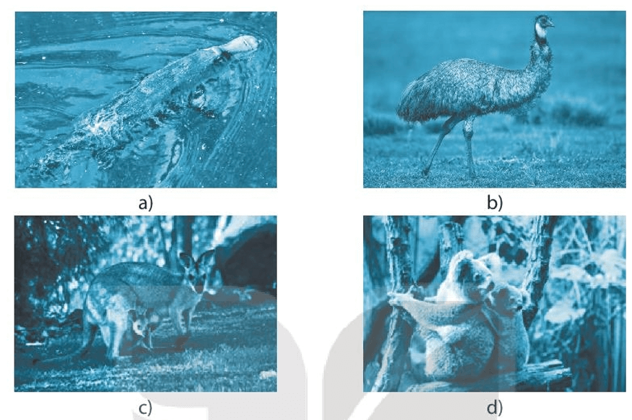 Chú thích tên một số loài động vật đặc hữu của Ô-xtrây-li-a cho các ảnh
