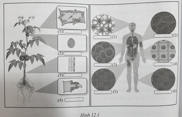 Sách bài tập Khoa học tự nhiên lớp 6 Bài 12: Tế bào – Đơn vị cơ sở của sự sống | Giải SBT KHTN 6 Cánh diều