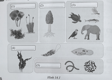 Bài 14: Phân loại thế giới sống