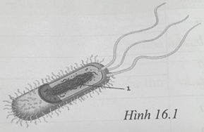 Sách bài tập Khoa học tự nhiên lớp 6 Bài 16: Virus và vi khuẩn | Giải SBT KHTN 6 Cánh diều