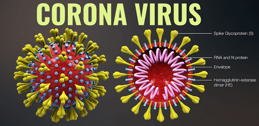 Sách bài tập Khoa học tự nhiên lớp 6 Bài 16: Virus và vi khuẩn | Giải SBT KHTN 6 Cánh diều