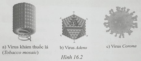 Sách bài tập Khoa học tự nhiên lớp 6 Bài 16: Virus và vi khuẩn | Giải SBT KHTN 6 Cánh diều