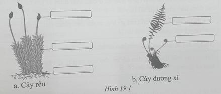 Sách bài tập Khoa học tự nhiên lớp 6 Bài 19: Đa dạng thực vật | Giải SBT KHTN 6 Cánh diều