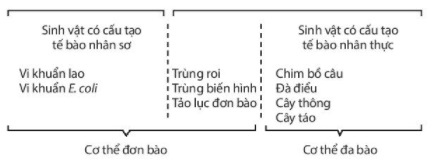 Bài 19: Cơ thể đơn bào và cơ thể đa bào