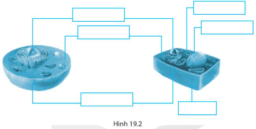 Bài 19. Cấu tạo và chức năng các thành phần của tế bào