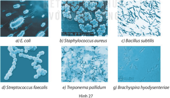 Bài 27. Vi khuẩn