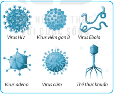 Bài 29. Virus