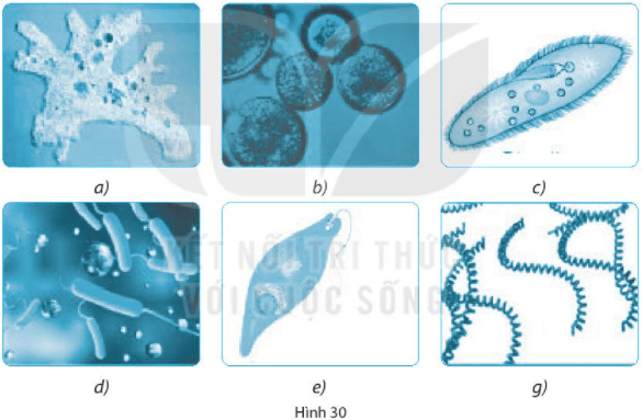 Bài 30. Nguyên sinh vật