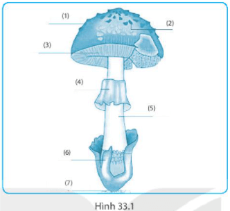 Bài 33. Thực hành: Quan sát các loại nấm