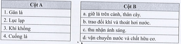 Ghép các bộ phận của lá (cột A) với chức năng tương ứng (cột B) cho phù hợp