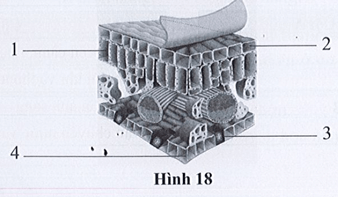 Ghi tên các bộ phận tương ứng với các chú thích từ 1 đến 4