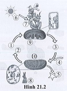 Chú thích các số từ 1 đến 10 trong hình 21.2 về mối quan hệ giữa quang hợp