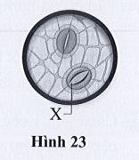 Giải SBT Khoa học tự nhiên 7 trang 50 Cánh diều