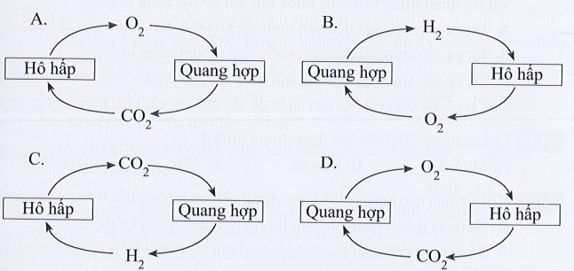 Sơ đồ nào sau đây là đúng với quá trình trao đổi khí