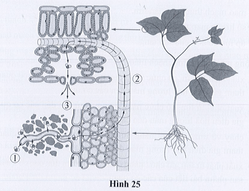 Quan sát hình 25, trả lời các câu hỏi 25.11 và 25.12. Điền tên ba giai đoạn trong quá trình