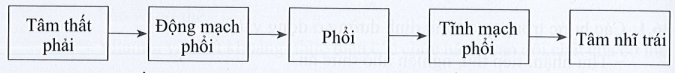 Hoàn thành sơ đồ đường đi của máu ở hai vòng tuần hoàn