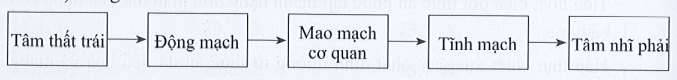 Hoàn thành sơ đồ đường đi của máu ở hai vòng tuần hoàn