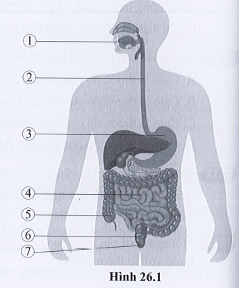 Chú thích các bộ phận của hệ tiêu hóa ở người có trong hình 26.1 và cho biết