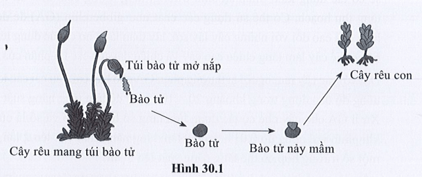 Quan sát hình 30.1 và kể tên các giai đoạn sinh trưởng và phát triển của cây rêu