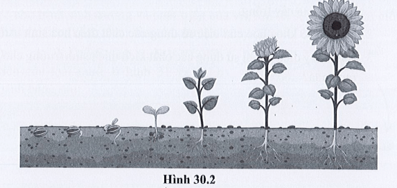 Quan sát hình 30.2 và kể tên các giai đoạn sinh trưởng và phát triển của cây hoa hướng dương
