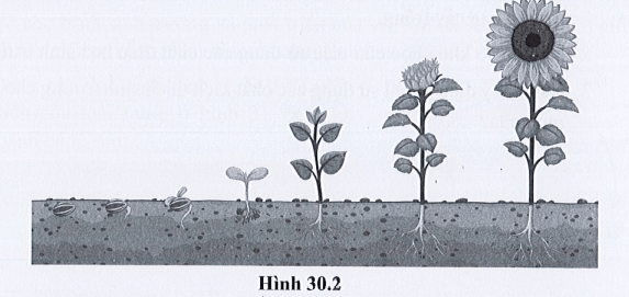 Giải SBT Khoa học tự nhiên 7 trang 65 Cánh diều