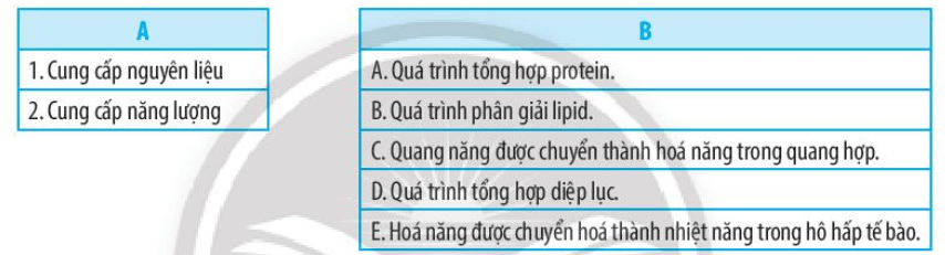 Hãy nối vai trò của quá trình trao đổi chất và chuyển hóa năng lượng đối với cơ thể sinh vật