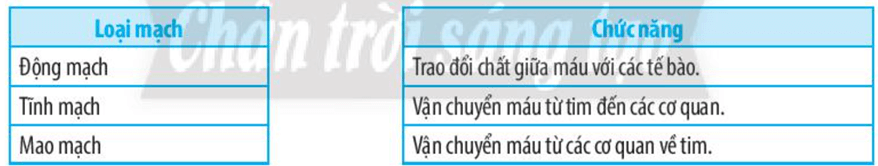 Hãy ghép chức năng của các loại mạch máu trong hệ tuần hoàn ở người