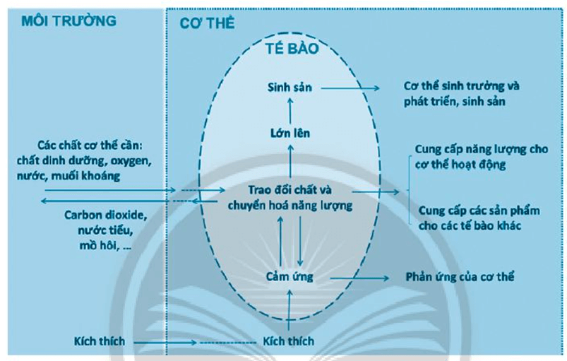 Các hoạt động sống diễn ra chủ yếu ở đâu