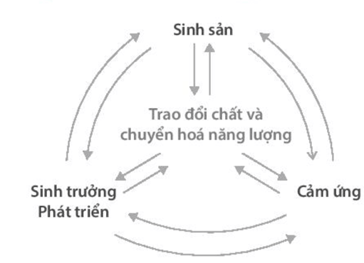 Trong cơ thể sinh vật, hoạt động sống nào là trung tâm chi phối trực tiếp