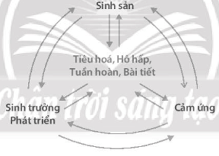 Vẽ sơ đồ về mối quan hệ giữa các hoạt động sống trong cơ thể động vật