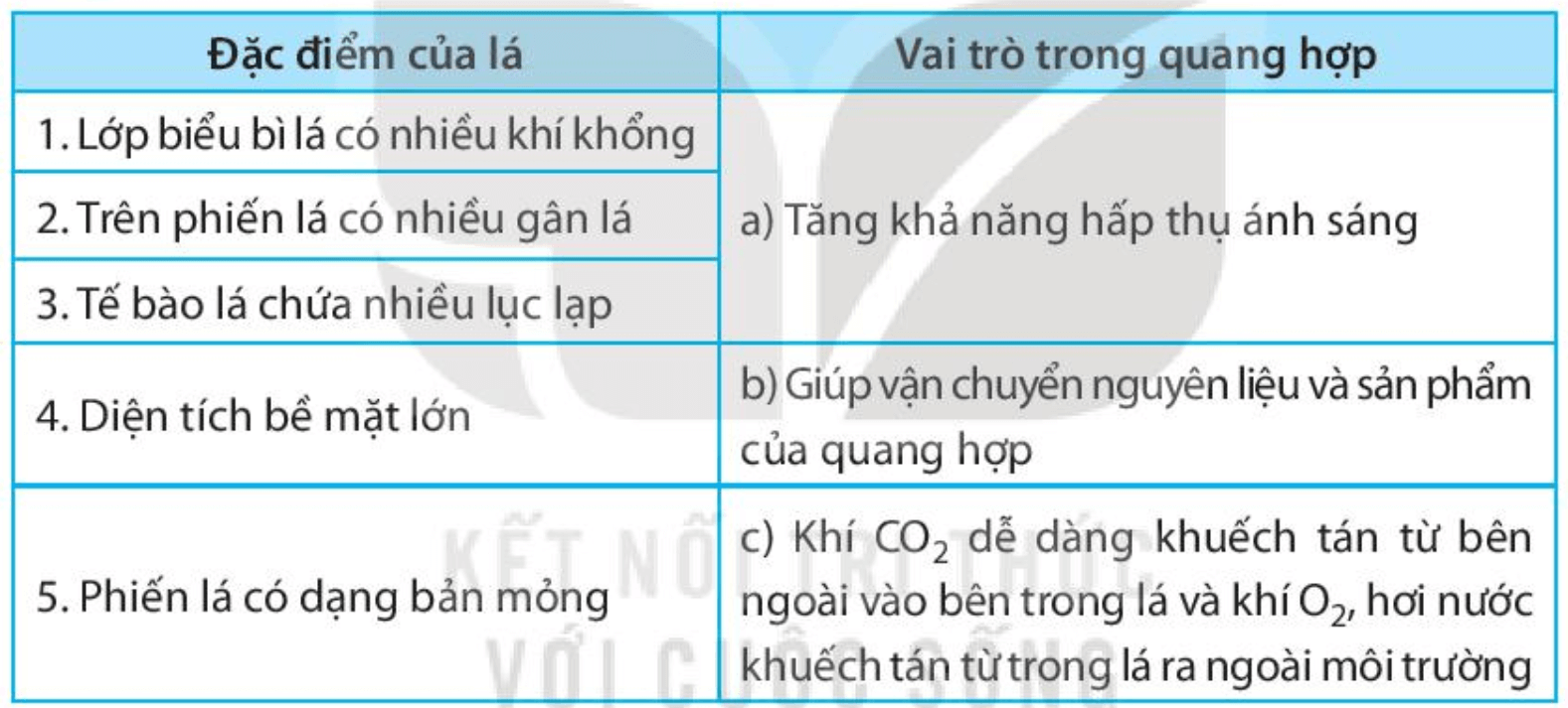 : Ghép đặc điểm của lá phù hợp với vai trò trong quang hợp