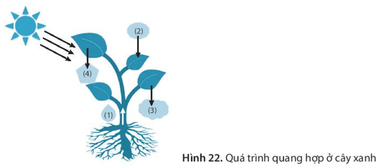 Quan sát Hình 22, gọi tên các quá trình được đánh số trong hình và tên của những yếu tố liên quan đến quá trình đó