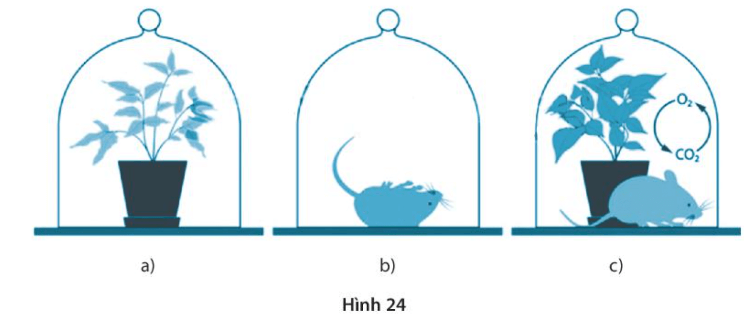 Quan sát Hình 24, trả lời các câu hỏi và yêu cầu sau