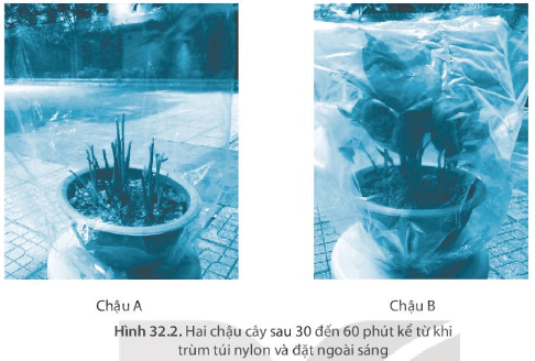 Bạn An đã chuẩn bị hai chậu cây và thiết kế thí nghiệm chứng minh lá thoát hơi nước