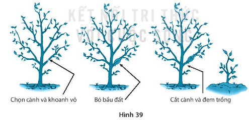 Hình 39 mô tả quy trình của phương pháp chiết cành