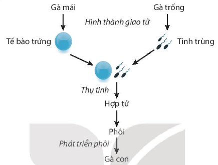 Phân biệt hình thức đẻ trứng và đẻ con ở động vật