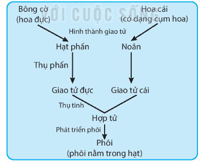 Vẽ sơ đồ các giai đoạn sinh sản hữu tính ở cây ngô