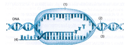 Hình ảnh trên mô tả quá trình nào: A. Phiên mã; B. Dịch mã; C. Tái bản DNA; D. Phiên mã ngược