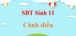 SBT Sinh 11 Cánh diều | Giải Sách bài tập Sinh học 11 (hay, ngắn gọn)