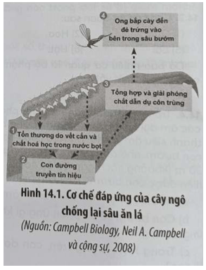 Hình 14.1 cho thấy phản ứng của cây ngô chống lại sâu ăn lá cây