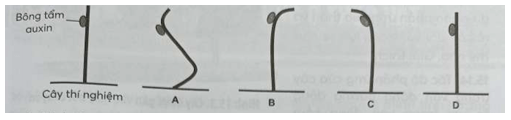 Dùng bông tẩm auxin rồi áp sát vào một bên thân ở phần ngọn cây đã cắt đỉnh sinh trưởng