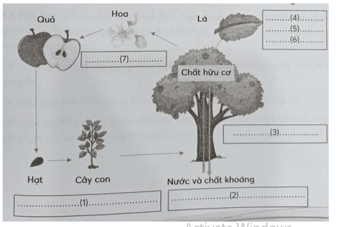 Quan sát sơ đồ sau và điền tên các quá trình vào các ô trống