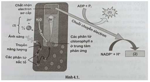 Hình 4.1 mô tả một giai đoạn trong quá trình quang hợp ở thực vật