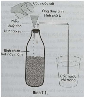 Cho hình sau mô tả một thí nghiệm về hô hấp ở thực vật