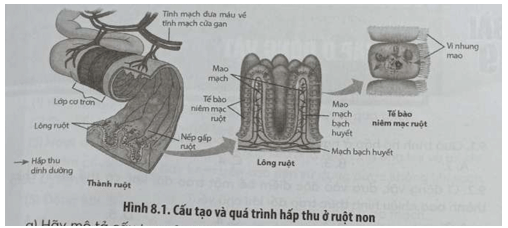 Quan sát Hình 8.1 và trả lời các câu hỏi trang 29 sách bài tập Sinh học 11