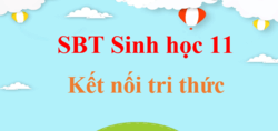 SBT Sinh 11 Kết nối tri thức | Giải Sách bài tập Sinh học 11 (hay, ngắn gọn)