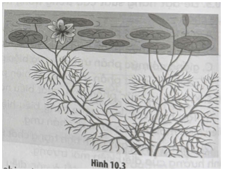 Cây tiềm liên hay rong lá ngò (Cabomba caroliniana) có khả năng thay đổi hình dạng lá